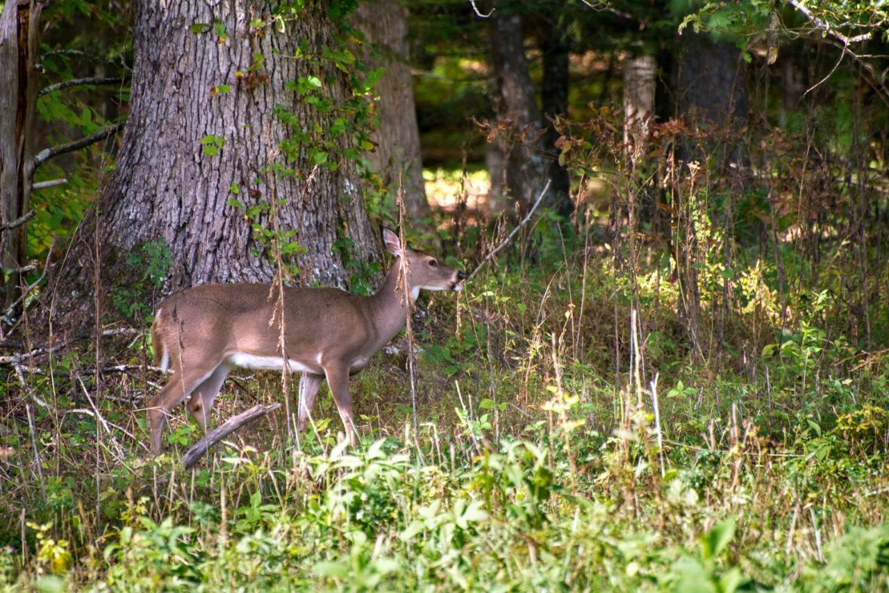 Henderson Springs An Indian Dreamヴィラ エクステリア 写真